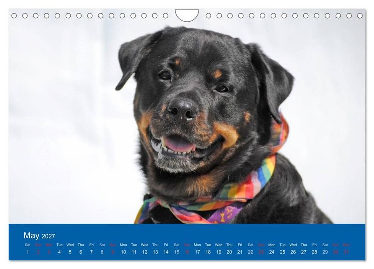 Produktbild: Rottweiler Portait Shots 2027 (Wall Calendar 2027 DIN A4 landscape), CALVENDO 12 Month Wall Calendar