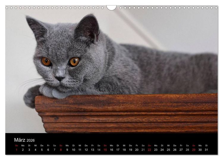 Produktbild: B&auml;rige Schmusetiger - Britisch Kurzhaar (Wandkalender 2026 DIN A3 quer), CALVENDO Monatskalender
