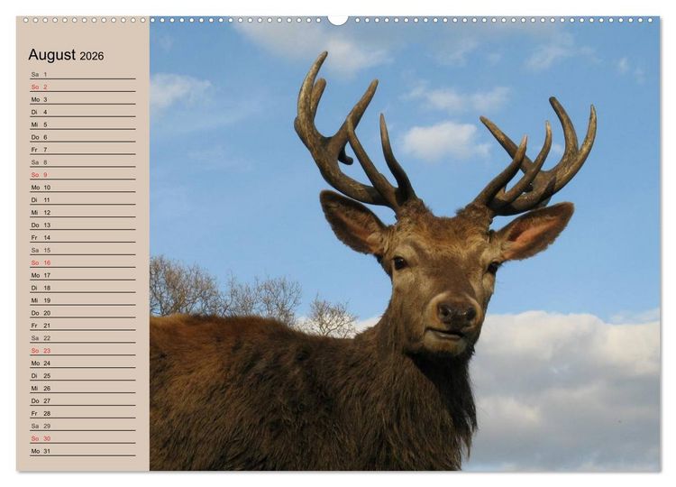 Produktbild: Rotwild. Edle Hirsche, stolze K&uuml;he (Wandkalender 2026 DIN A2 quer), CALVENDO Monatskalender