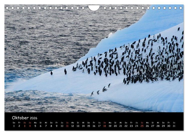 Produktbild: Pinguine aus aller Welt (Wandkalender 2026 DIN A4 quer), CALVENDO Monatskalender