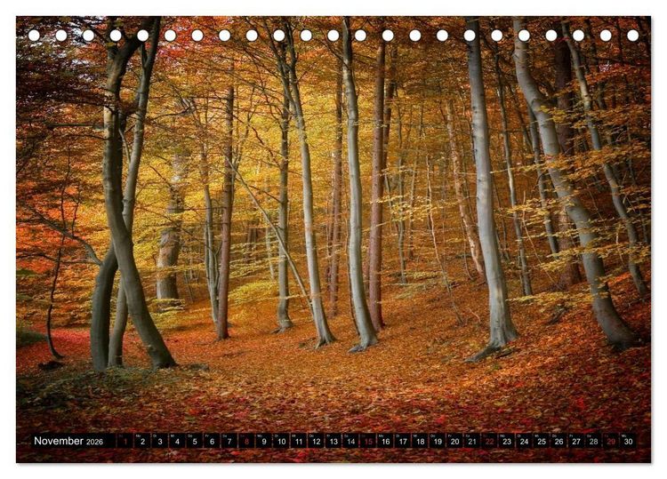 Produktbild: Zauberhafter Sachsenwald (Tischkalender 2026 DIN A5 quer), CALVENDO Monatskalender