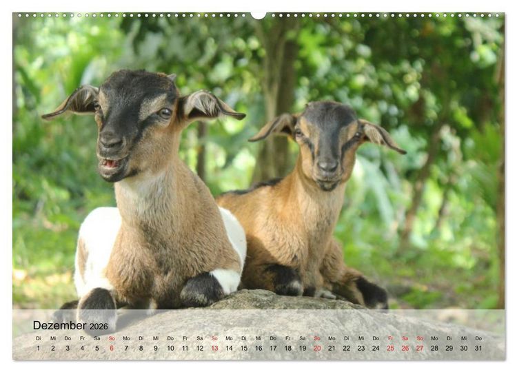 Produktbild: Ziegen. Kluge Freigeister (hochwertiger Premium Wandkalender 2026 DIN A2 quer), Kunstdruck in Hochglanz