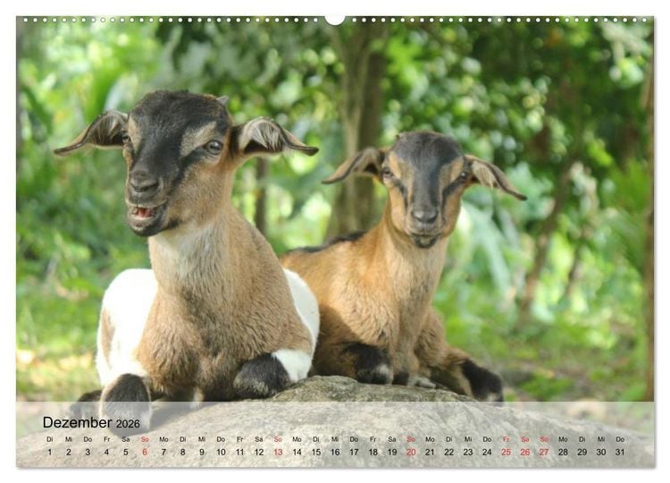 Produktbild: Ziegen. Kluge Freigeister (Wandkalender 2026 DIN A2 quer), CALVENDO Monatskalender