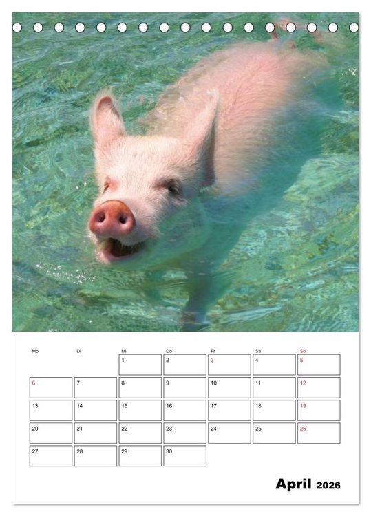 Produktbild: Schweine auf den Bahamas! (Tischkalender 2026 DIN A5 hoch), CALVENDO Monatskalender