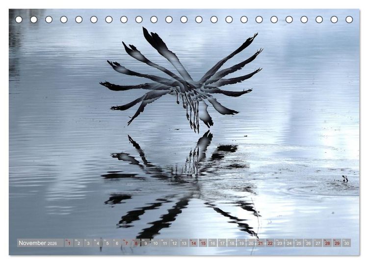 Produktbild: V&ouml;gel im Fluge (Tischkalender 2026 DIN A5 quer), CALVENDO Monatskalender