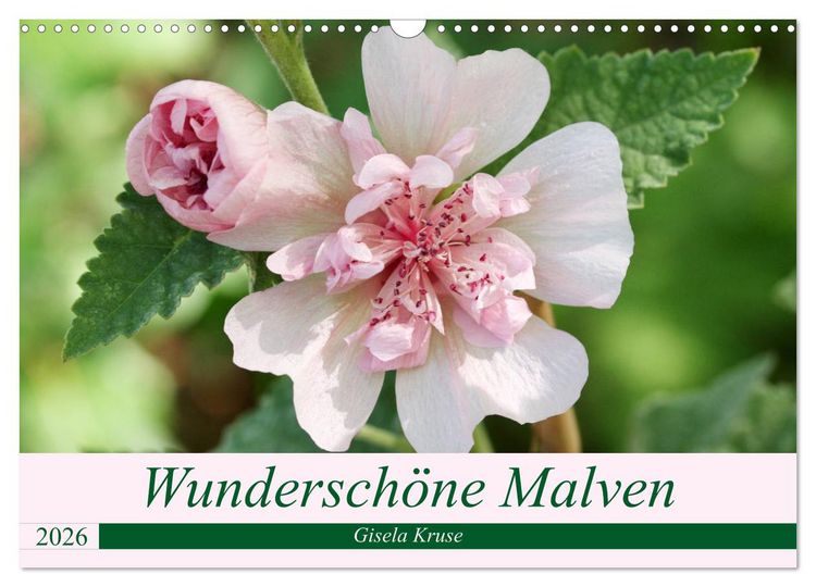Produktbild: Wundersch&ouml;ne Malven (Wandkalender 2026 DIN A3 quer), CALVENDO Monatskalender