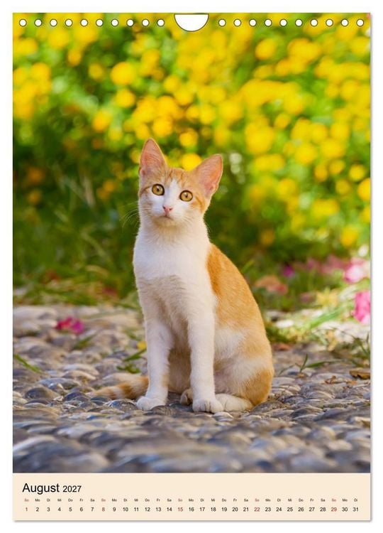 Produktbild: Katzen von Rhodos (Wandkalender 2027 DIN A4 hoch), CALVENDO Monatskalender