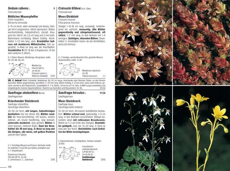 Produktbild: Flora Helvetica - Illustrierte Flora der Schweiz