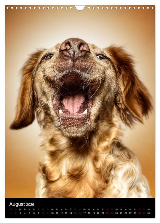 Produktbild: Funny Faces - Lustige Hundebilder (Wandkalender 2026 DIN A3 hoch), CALVENDO Monatskalender