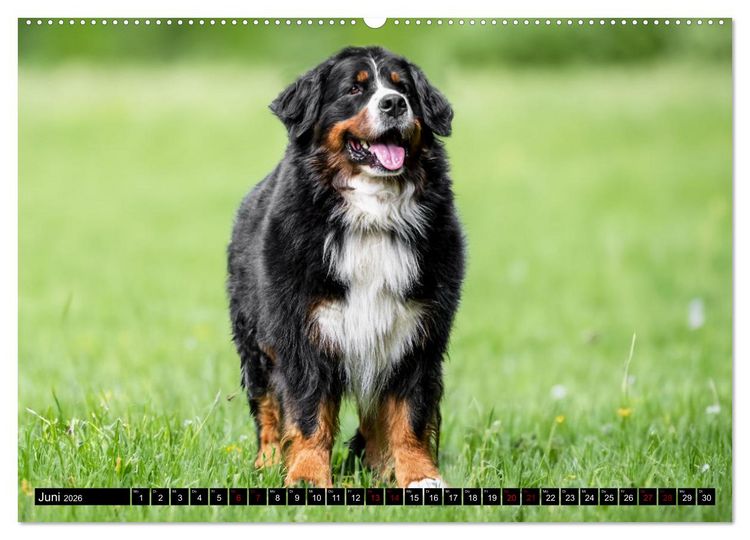 Produktbild: Berner Sennenhunde - Faszinierende Herzensbrecher (Wandkalender 2026 DIN A2 quer), CALVENDO Monatskalender