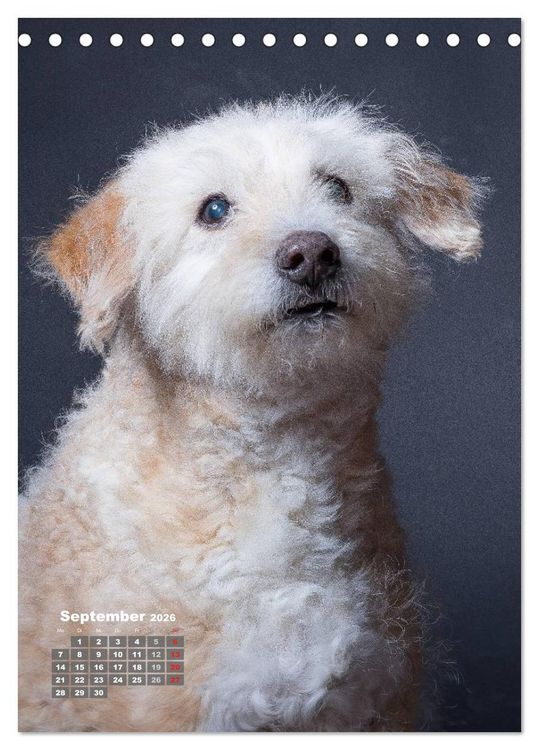 Produktbild: Treue Wegbegleiter, Hunde im Portrait. (Tischkalender 2026 DIN A5 hoch), CALVENDO Monatskalender