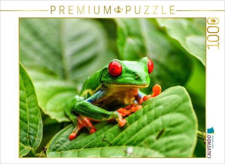 Produktbild: CALVENDO Puzzle Rotaugenlaubfrosch in Costa Rica | 1000 Teile Lege-Gr&ouml;&szlig;e 64x48cm Foto-Puzzle f&uuml;r gl&uuml;ckliche Stunden