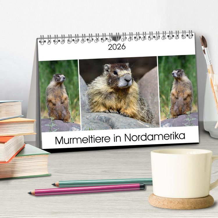 Produktbild: Murmeltiere in Nordamerika (Tischkalender 2026 DIN A5 quer), CALVENDO Monatskalender