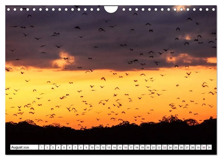 Produktbild: Indonesien - Inselparadies Flores & Komodo (Wandkalender 2026 DIN A4 quer), CALVENDO Monatskalender