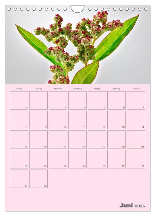 Produktbild: Blumenmetamorphosen (Wandkalender 2026 DIN A4 hoch), CALVENDO Monatskalender
