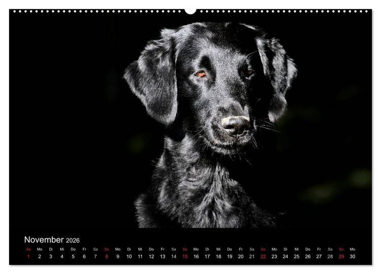 Produktbild: Flatcoated Retriever (Wandkalender 2026 DIN A2 quer), CALVENDO Monatskalender