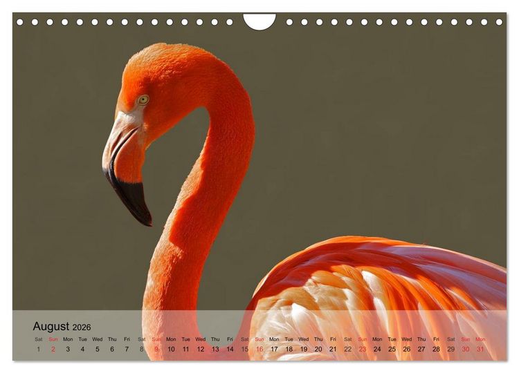 Produktbild: Flamingos Think pink (Wall Calendar 2026 DIN A4 landscape), CALVENDO 12 Month Wall Calendar