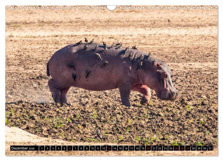 Produktbild: Hippos im s&uuml;dlichen Afrika (Wandkalender 2026 DIN A3 quer), CALVENDO Monatskalender
