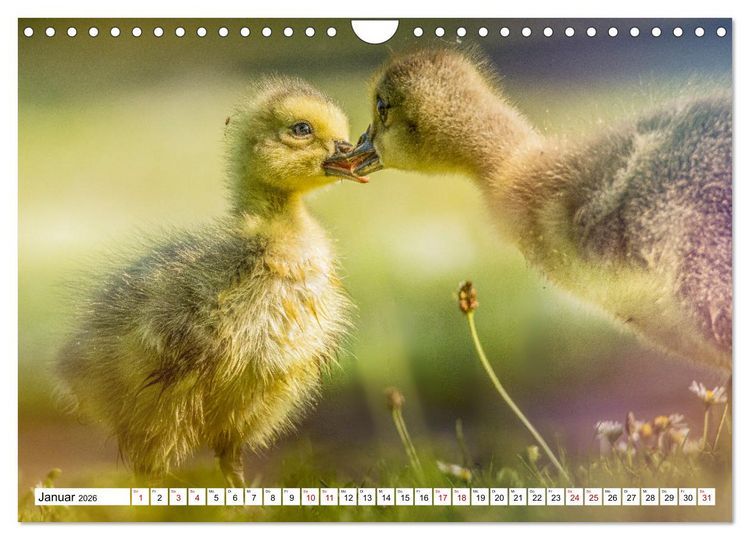 Produktbild: Flauschige Momente! Enten- und G&auml;nsek&uuml;ken im Jahreslauf (Wandkalender 2026 DIN A4 quer), CALVENDO Monatskalender