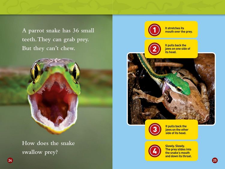 Produktbild: Predator Face-Off (National Geographic Kids Readers, Level 1)