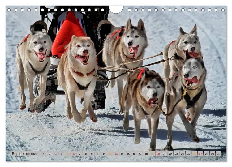 Produktbild: Huskies - Schlittenhunde (Wandkalender 2026 DIN A4 quer), CALVENDO Monatskalender