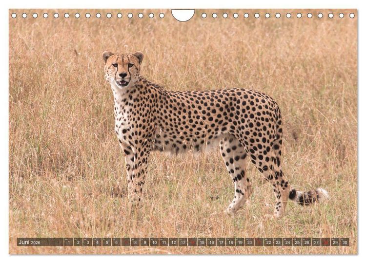 Produktbild: Geparde - J&auml;ger der Savanne (Wandkalender 2026 DIN A4 quer), CALVENDO Monatskalender