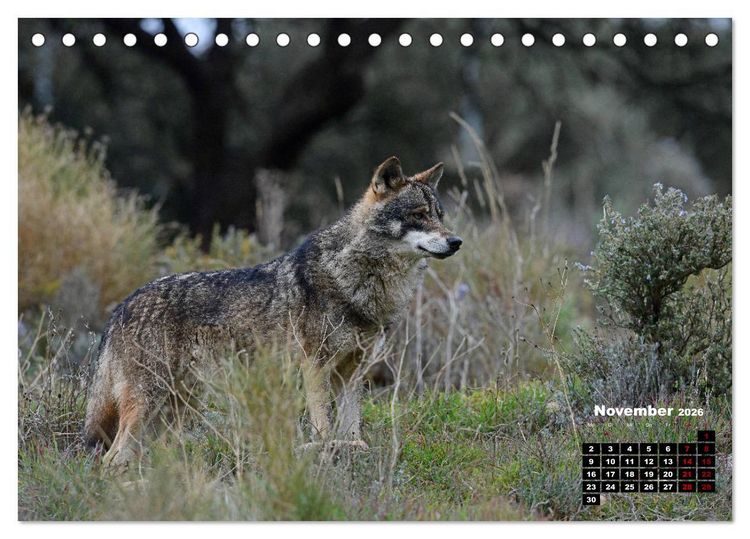 Produktbild: Willkommen Wolf (Tischkalender 2026 DIN A5 quer), CALVENDO Monatskalender