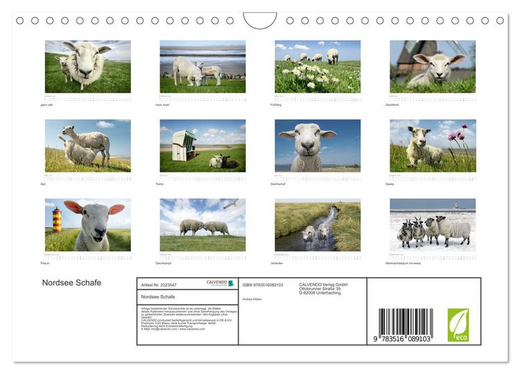 Produktbild: Nordsee Schafe (Wandkalender 2026 DIN A4 quer), CALVENDO Monatskalender