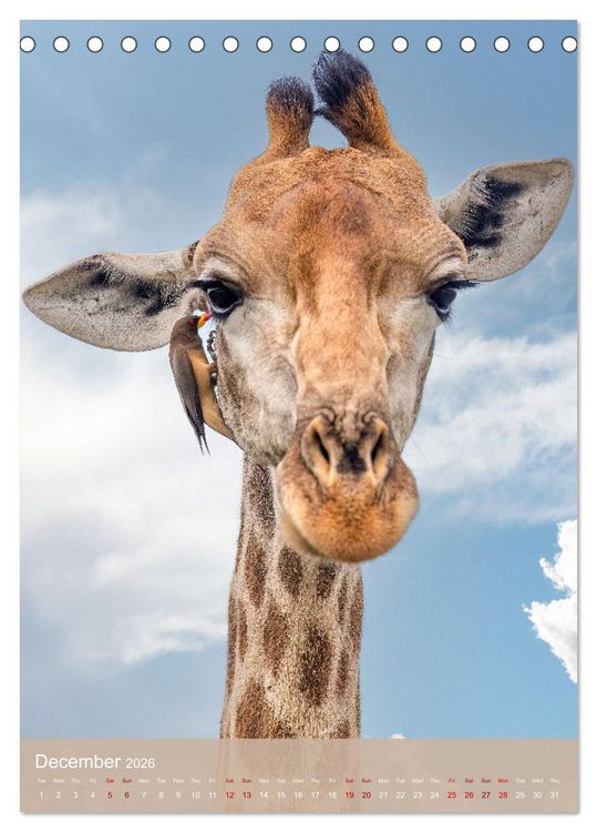 Produktbild: Giraffe Tales (Desk Calendar 2026 DIN A5 portrait), CALVENDO 12 Month DeskCalendar