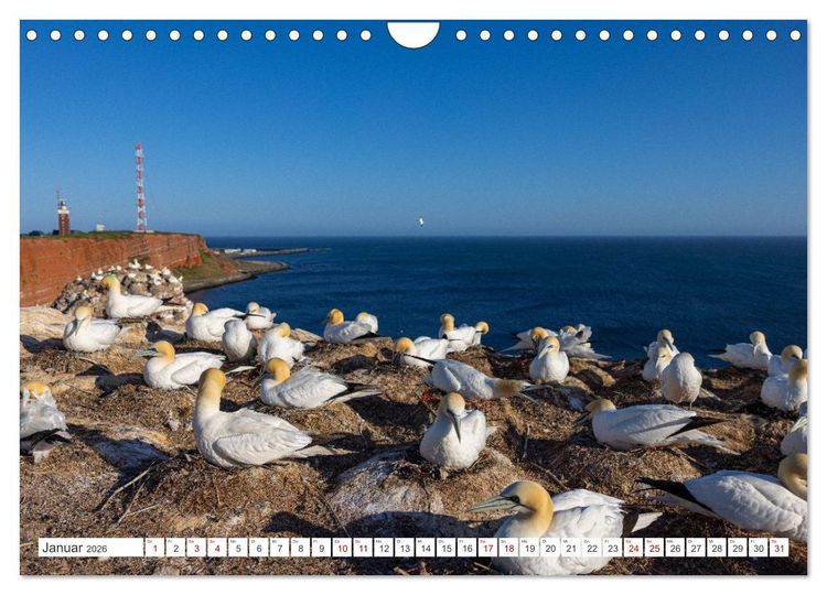 Produktbild: Basst&ouml;lpel - Helgolands faszinierende V&ouml;gel (Wandkalender 2026 DIN A4 quer), CALVENDO Monatskalender