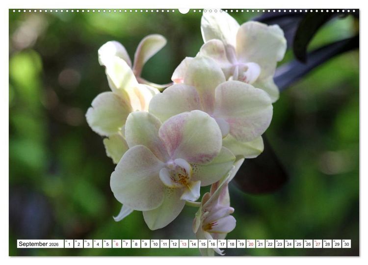 Produktbild: Prachtvolle Orchideen (hochwertiger Premium Wandkalender 2026 DIN A2 quer), Kunstdruck in Hochglanz