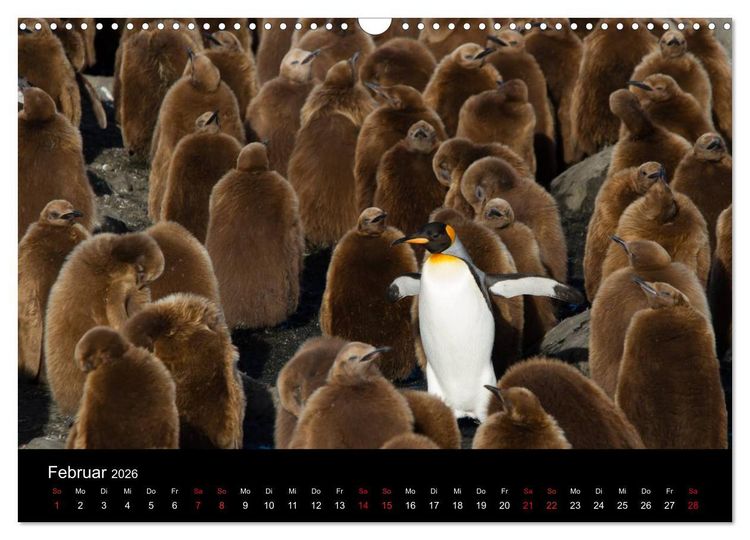 Produktbild: Pinguine - sympathische Fracktr&auml;ger im eisigen S&uuml;den (Wandkalender 2026 DIN A3 quer), CALVENDO Monatskalender