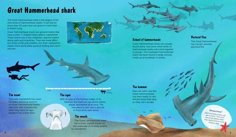 Produktbild: The World of Sharks