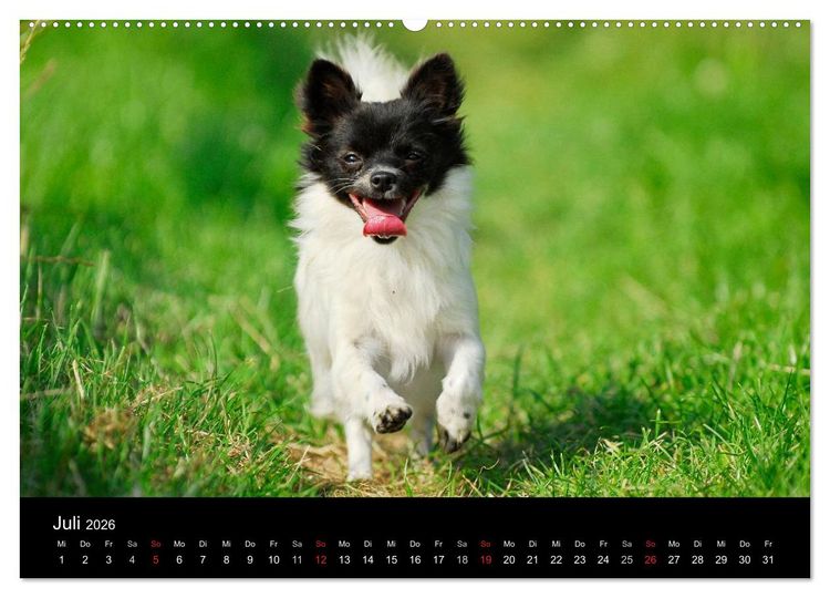 Produktbild: Chihuahua - Kleine Hunde ganz gro&szlig; (hochwertiger Premium Wandkalender 2026 DIN A2 quer), Kunstdruck in Hochglanz
