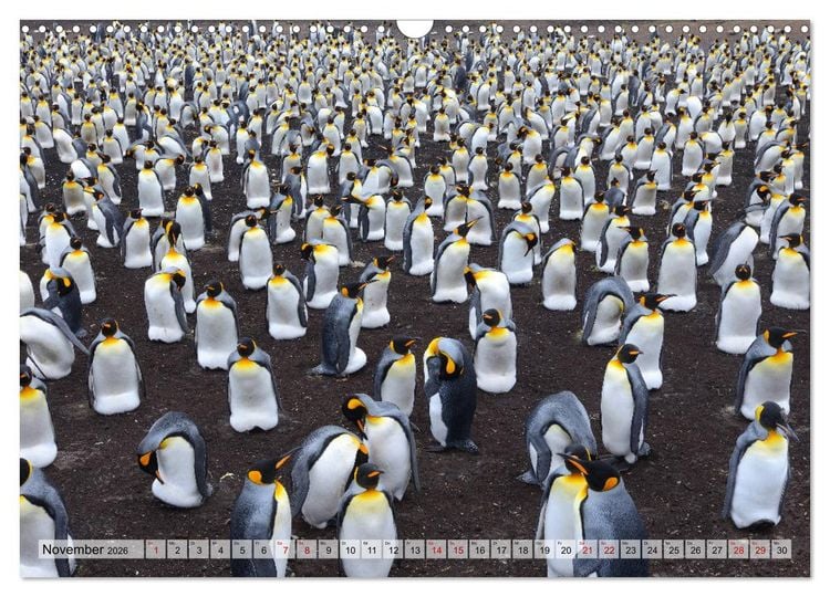 Produktbild: Pinguine der Falkland Inseln (Wandkalender 2026 DIN A3 quer), CALVENDO Monatskalender