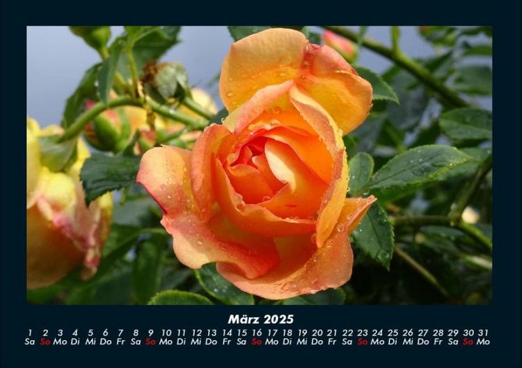 Produktbild: Rosentraum 2025 Fotokalender DIN A4