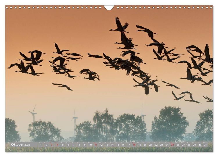 Produktbild: KranichRomantik (Wandkalender 2026 DIN A3 quer), CALVENDO Monatskalender