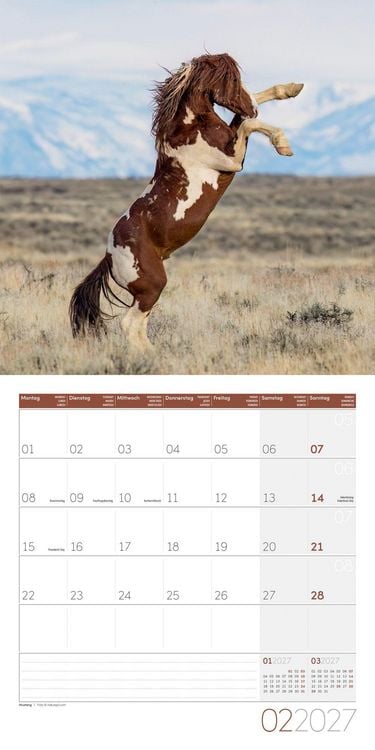 Produktbild: Pferde Kalender 2027 - 30x30 - Art12