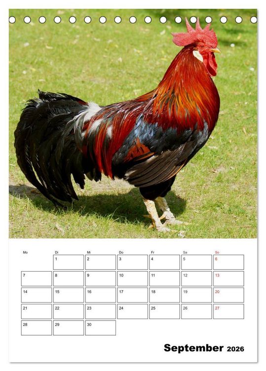 Produktbild: H&uuml;hner Terminplaner (Tischkalender 2026 DIN A5 hoch), CALVENDO Monatskalender