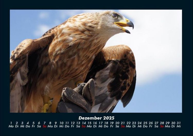 Produktbild: Welt der V&ouml;gel 2025 Fotokalender DIN A4
