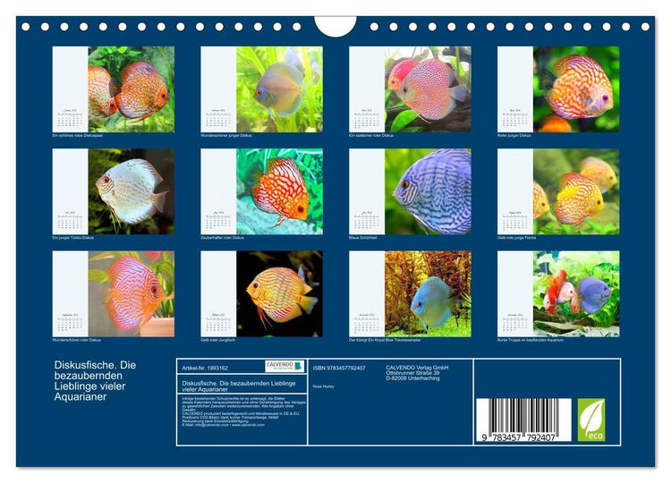 Produktbild: Diskusfische. Die bezaubernden Lieblinge vieler Aquarianer (Wandkalender 2026 DIN A4 quer), CALVENDO Monatskalender