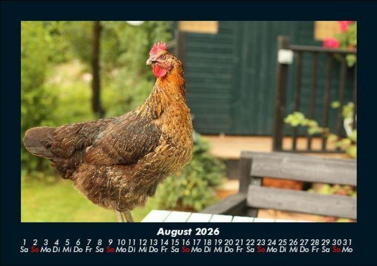 Produktbild: Tiere in der Wildnis 2026 Fotokalender DIN A5