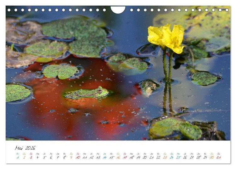 Produktbild: Frosch Karl, Hans und Max im Einklang der Natur (Wandkalender 2026 DIN A4 quer), CALVENDO Monatskalender