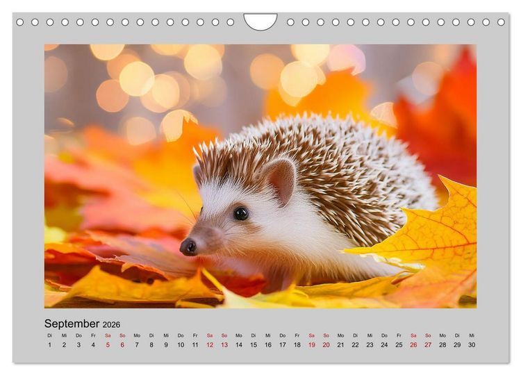 Produktbild: Mein Igel-Kalender (Wandkalender 2026 DIN A4 quer), CALVENDO Monatskalender