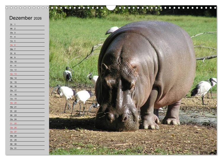 Produktbild: Nash&ouml;rner und Flusspferde (Wandkalender 2026 DIN A3 quer), CALVENDO Monatskalender