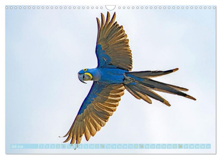 Produktbild: Papageien: Farbenpracht im Flug (Wandkalender 2026 DIN A3 quer), CALVENDO Monatskalender