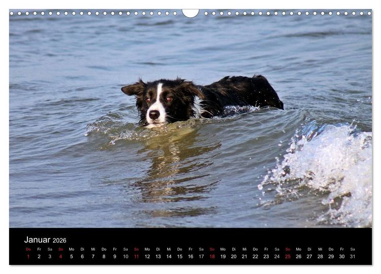 Produktbild: Border Collies machen Urlaub in D&auml;nemark (Wandkalender 2026 DIN A3 quer), CALVENDO Monatskalender