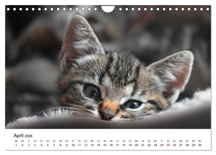 Produktbild: Katzenbabys (Wandkalender 2026 DIN A4 quer), CALVENDO Monatskalender