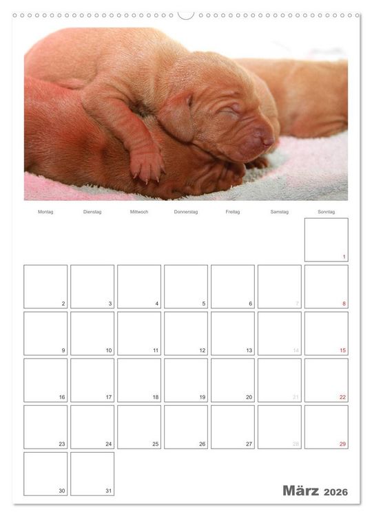 Produktbild: Magyar Vizsla (hochwertiger Premium Wandkalender 2026 DIN A2 hoch), Kunstdruck in Hochglanz
