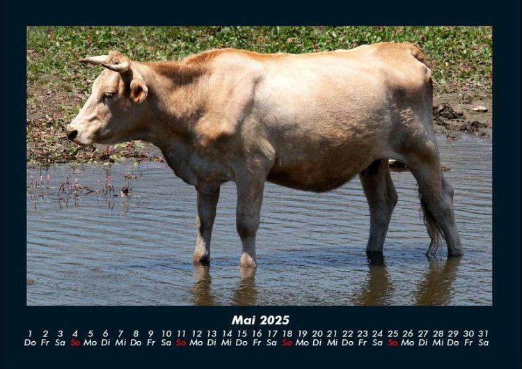Produktbild: Kuhkalender 2025 Fotokalender DIN A4